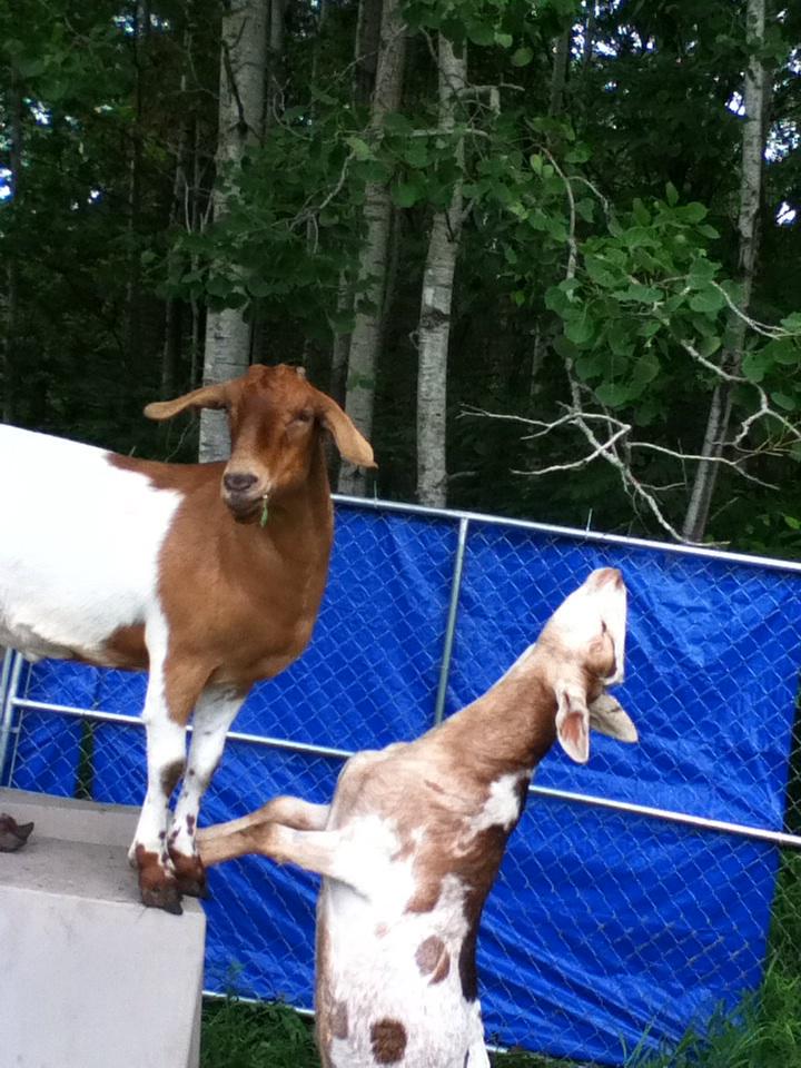 ChickenNamedDog's tweet image. Stanley always looks for the easier way. #aChickenNamedDog #GoatFun #KiddingAround #aGoatNamedStanley