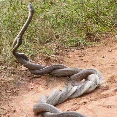 boithez90's tweet image. Wat on earth....