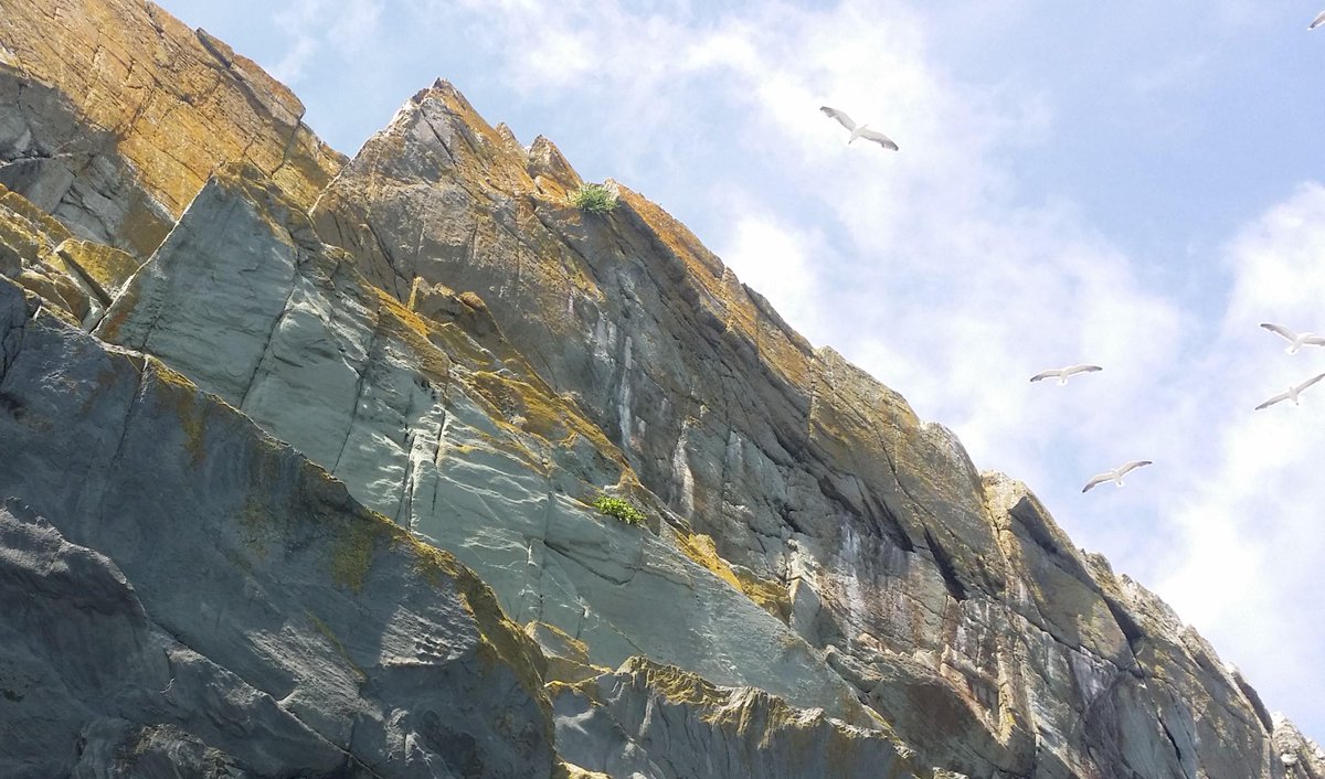Glengarriff Woods NR (@glengarriffwood) on Twitter photo Day 3 of seabird survey & another stunning day around Cape #WestCork <a href="/oileanchleire/">Cape Clear</a> <a href="/westcorkisland/">West Cork Islands</a> <a href="/BirdWatchIE/">BirdWatch Ireland</a> Day 3 of seabird survey & another stunning day around Cape #WestCork <a href="/oileanchleire/">Cape Clear</a> <a href="/westcorkisland/">West Cork Islands</a> <a href="/BirdWatchIE/">BirdWatch Ireland</a>