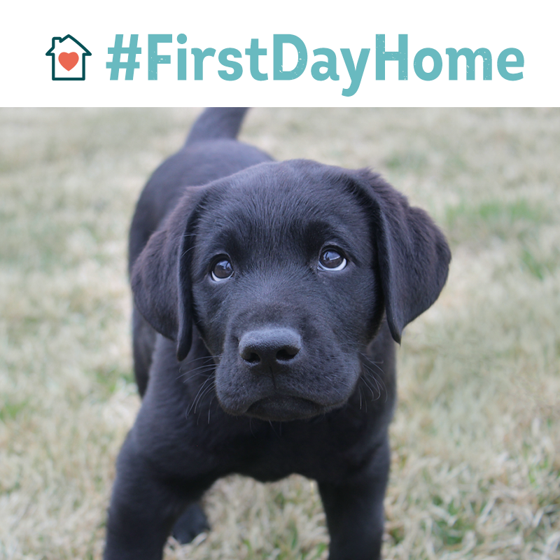 DogVacay's tweet photo. Meet Dan, a guide dog puppy-in-training &amp; the winner of our #FirstDayHome photo contest! http://t.co/sBnCxxF8LV http://t.co/7I8ADzWkiO