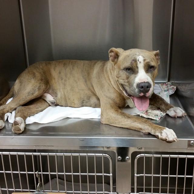 LifeWithDogsTV's tweet photo. Car dealership salesman helps save injured dog
http://t.co/efYj6zUU67 http://t.co/DMEL2DZsQr