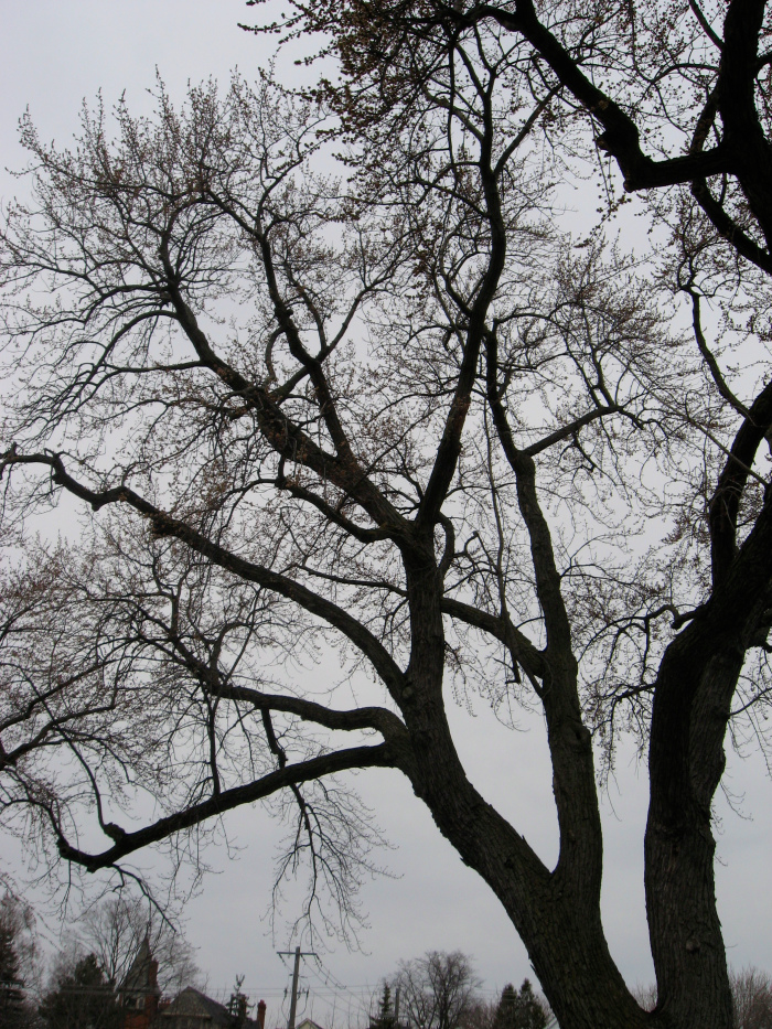 AnnetteCouncil's tweet image. Last day to vote - &amp;amp; you can vote 20 times for our tree!
tinyurl.com/puz5pz5