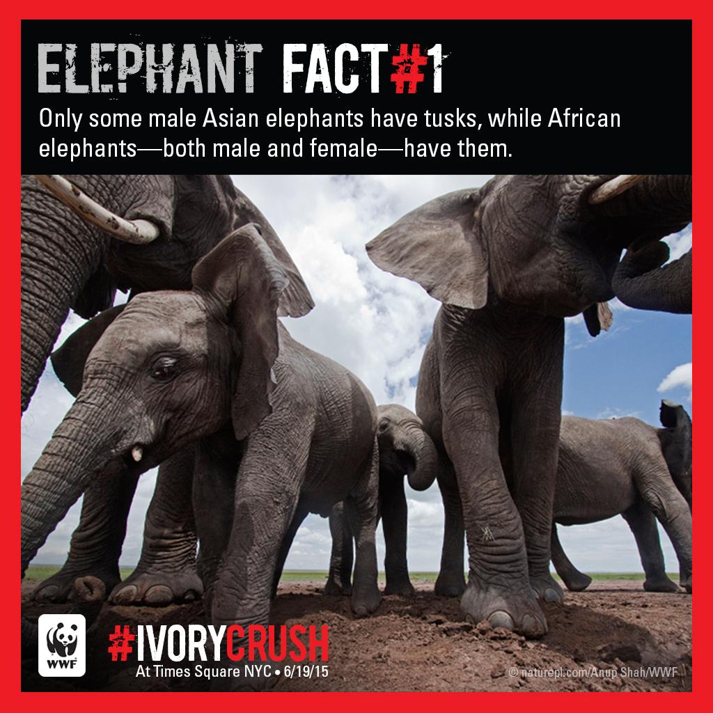 World_Wildlife's tweet image. How much do you know about elephants? wwf.to/1GIwiaY #ivorycrush