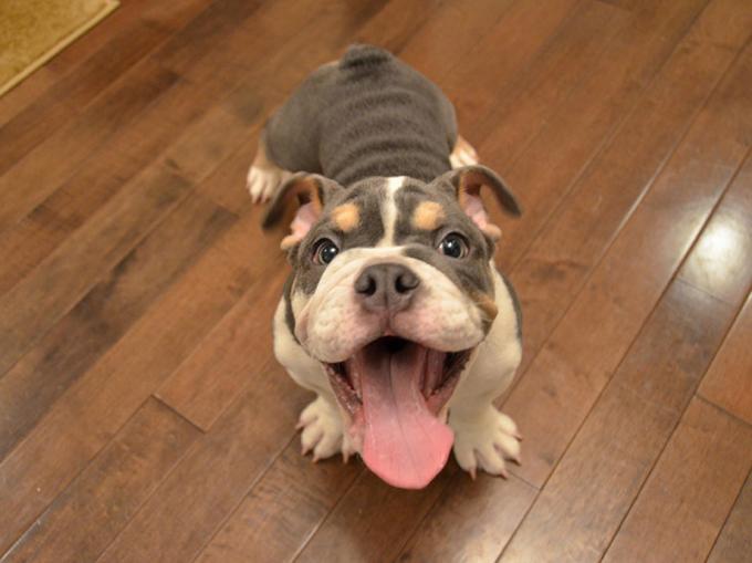 BetterPtParents's tweet image. Happy #NationalSmileDay these dogs will make you smile! --&amp;gt; ow.ly/Om2fg