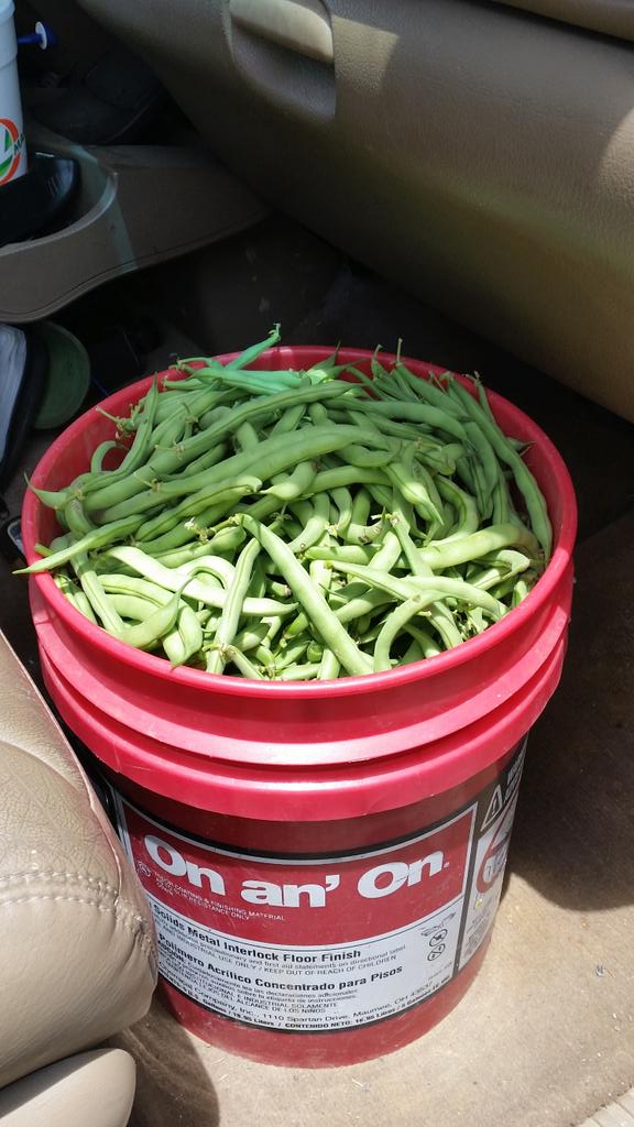 Lots of pick'n #growyourown #arkansasgrown