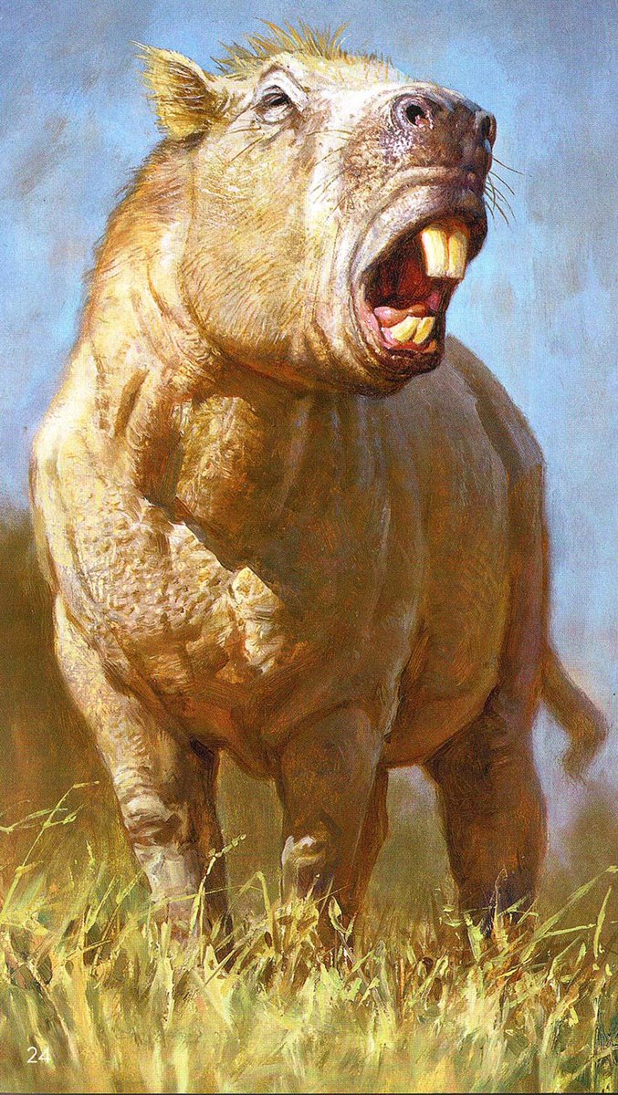 C_TTierra's tweet photo. Cómo era el roedor que mordía como tigre.  http://t.co/gqZe4j6bY8 http://t.co/SEpxTLmNMB