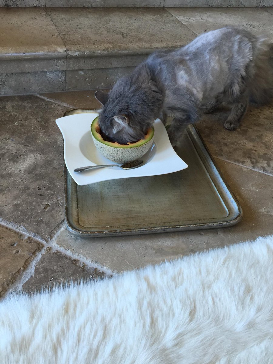 Mr big explores cantaloupe