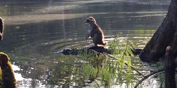 people's tweet photo. This is a photo of a cowboy raccoon riding on the back of an alligator. You're welcome. http://t.co/FeVhbxcCVN http://t.co/TqjVLvEhSE