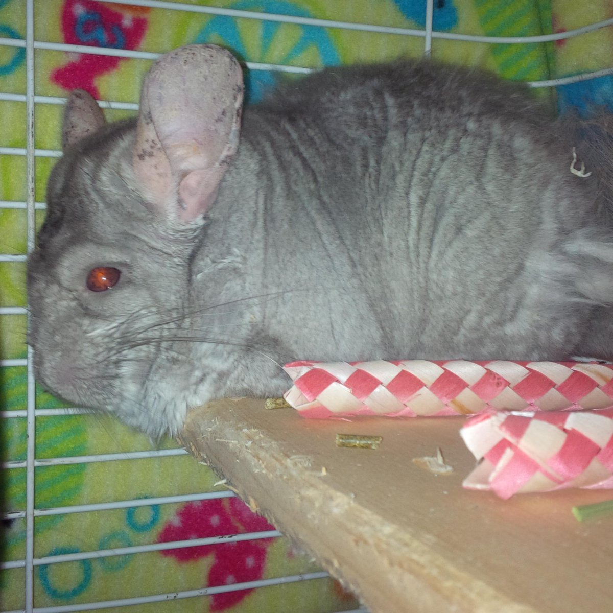 blind chinchilla