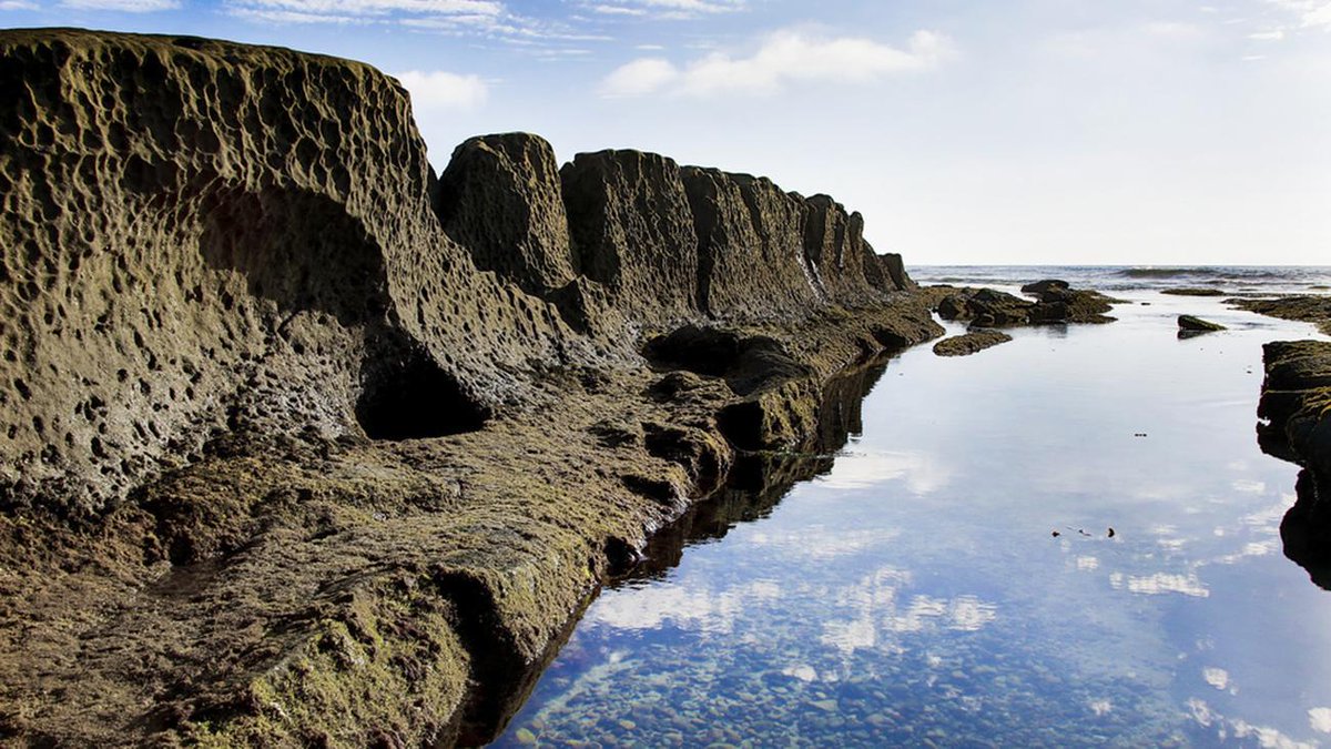 Jesse Sutton-Hough tweet media