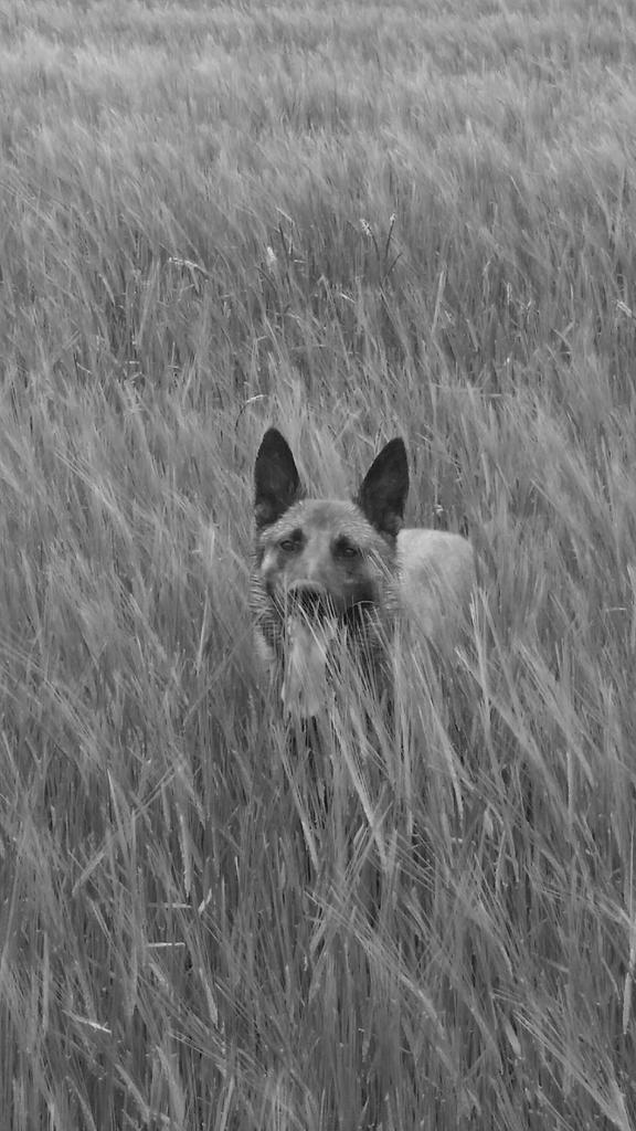county_dog's tweet photo. @LeahhRendall @HPDogSection @toddandcindy http://t.co/Lhvsy6v1de