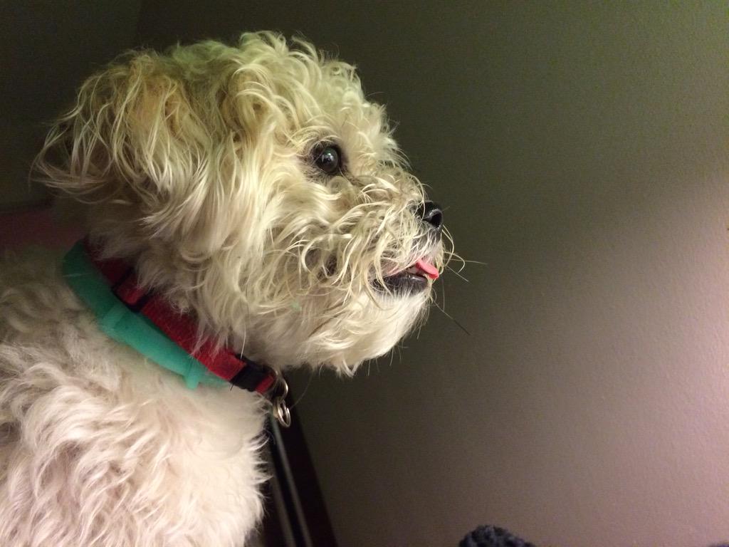 For instance when he's so excited about something he forgets to get his tongue all the way back in his mouth