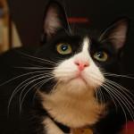 eBookCa's tweet image. Raindrops on Roses and Whiskers on Kittens &amp;gt; Just Looking &amp;lt; Read more... at.fdi.ca/1JUnuOn