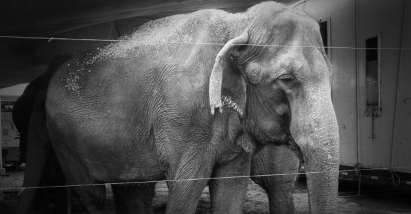 This sweet girl DIED under suspicious circumstances at <a href="/CarsonAndBarnes/">Carson Barnes Circus</a>.💔

RT if u want ALL 🐘 FREE of circuses!