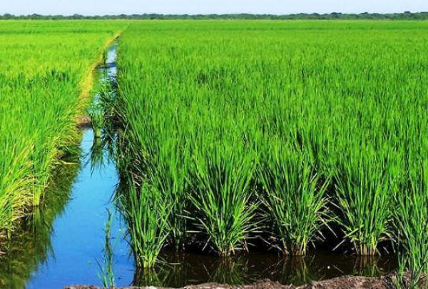 Habrá veranos más secos y largos y esto llevara a un mayor #EstrésCalórico → bit.ly/1FvcWit