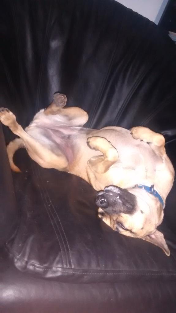 Inundagus's tweet photo. ¿Quién dijo que dormir de una forma estaba preestablecido? #colmillito http://t.co/fgW7ijHHau