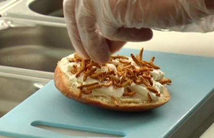 BFMTV's tweet photo. VIDEO - Des insectes dans son assiette, la tendance de demain http://t.co/w7tqjwvvhB http://t.co/nQlf0xq3c7