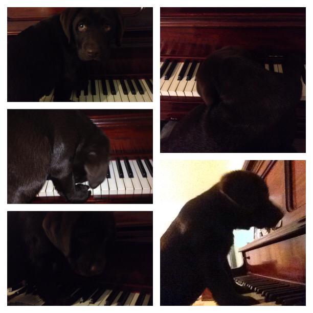 KeelyAlchin1's tweet photo. I have the coolest pup! He sits on my lap with his paws on my hands whilst I play piano! @TheEnsemblist #gershwin http://t.co/nOZhBZY8On