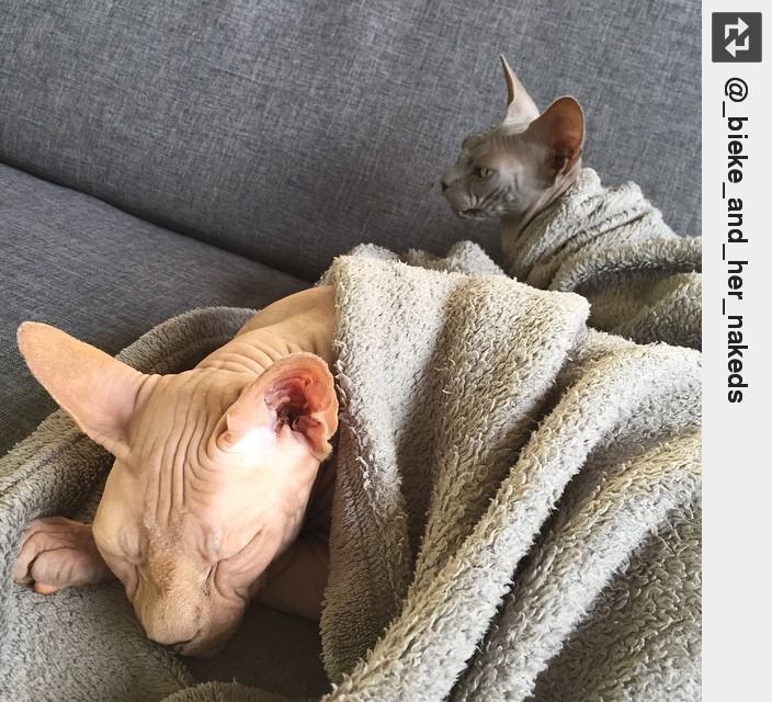 IngloriousCats's tweet image. No need to begin the day... #guust #nette #sleepy #sphynx #ingloriouscats