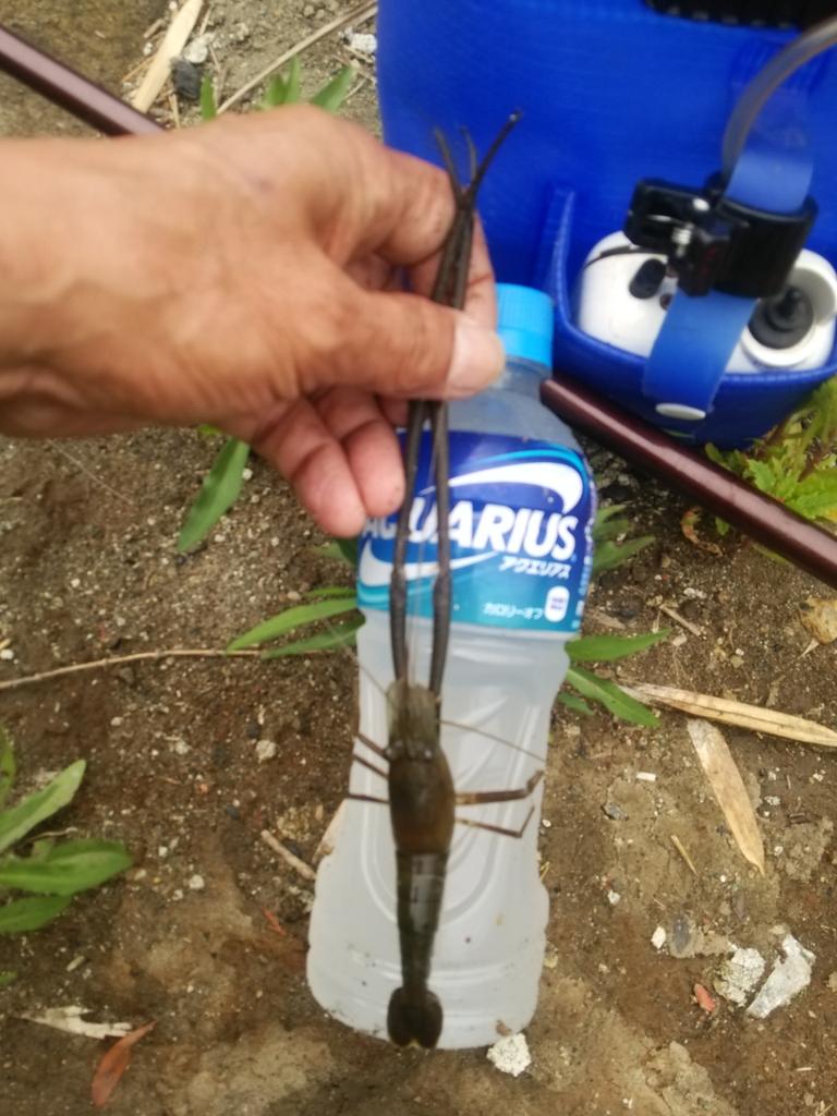 釣り謎人 テナガエビ Ob3fishing Twitter 釣り謎人 テナガエビ Ob3fishing Twitter