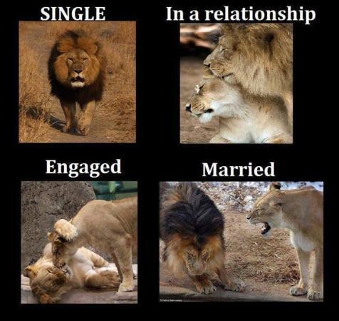 CuteCatPix's tweet photo. Single Life vs. Married Life http://t.co/a49V6dvhCv http://t.co/X17kZK1hwV
