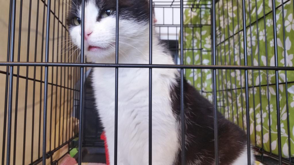 PawedPals's tweet image. Animal rescue. $$$ Reiki.  Charm. Selkirk. Friday.