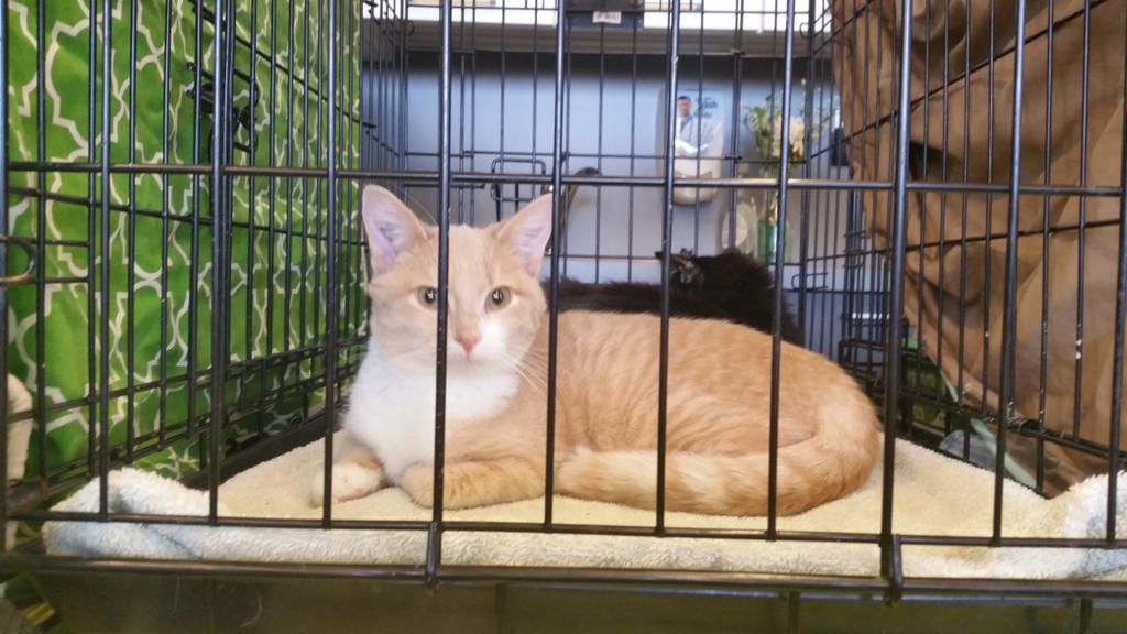 PawedPals's tweet image. Animal rescue. $$$ Reiki.  Charm. Selkirk. Friday.