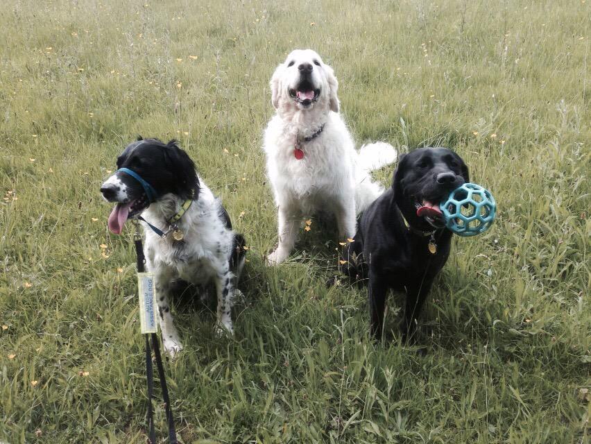 vizinhell's tweet image. Guardian angel hetty
Support dogs
Guide dogs 
Following all on tweet