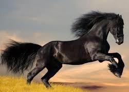 copet2020's tweet image. 