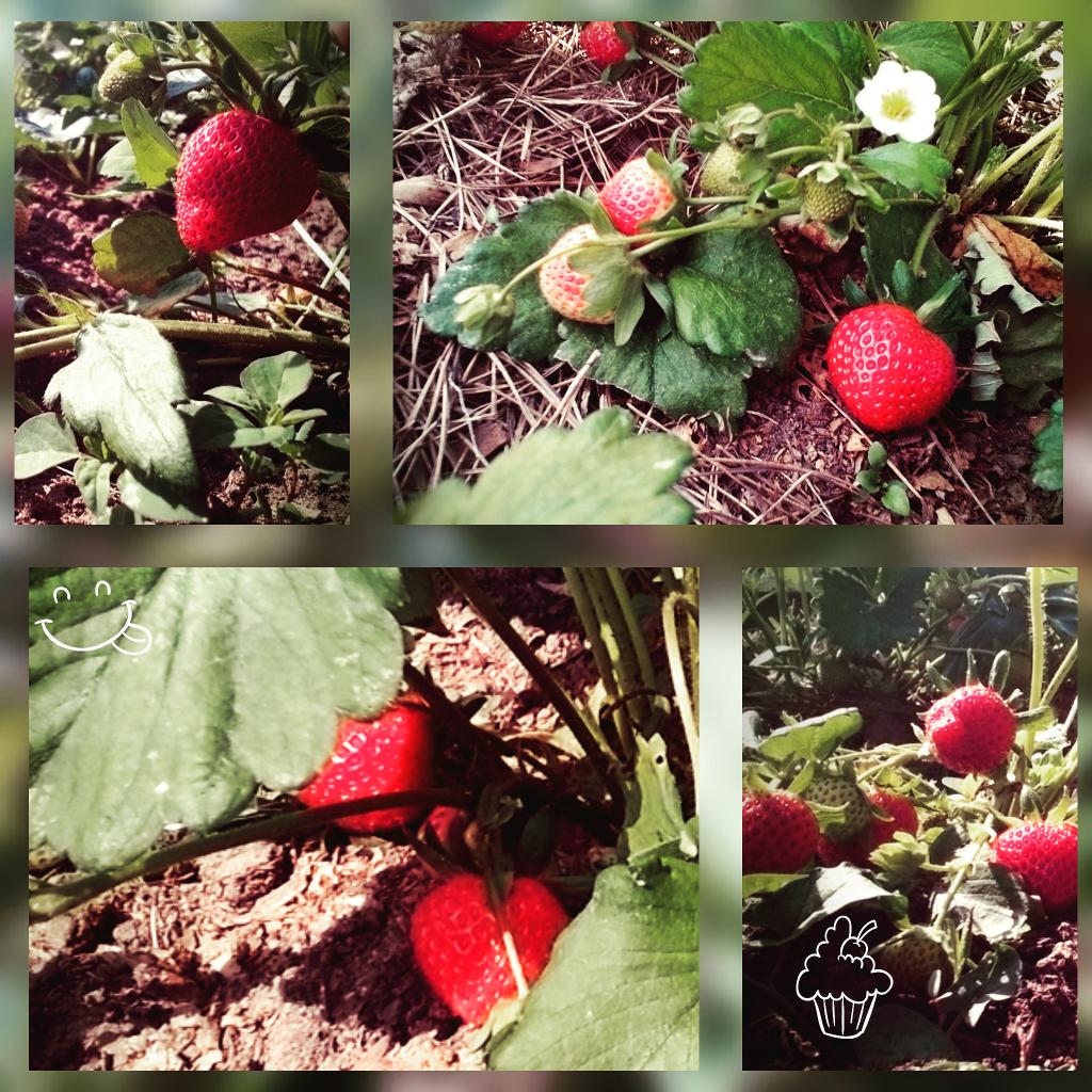 Kate_Filya's tweet photo. #Клубничка ))) http://t.co/CWcdEpOjiK