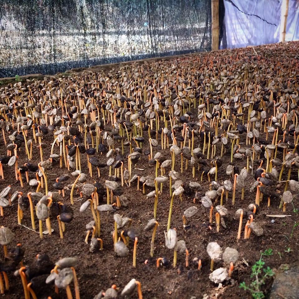 Your cup of joe begins here. Seedlings will take about a year to mature enough to be brought out to the field.