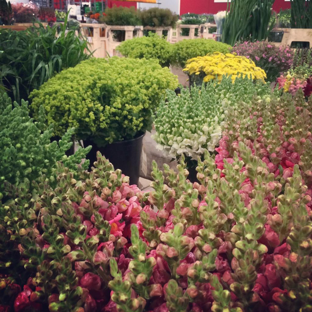 MonFleuri's tweet photo. Mijn favo start van de week, de bloemenveiling! #monfleuri #bloemen #veldbloemen #veldboeketten http://t.co/xW9rFWyUPE
