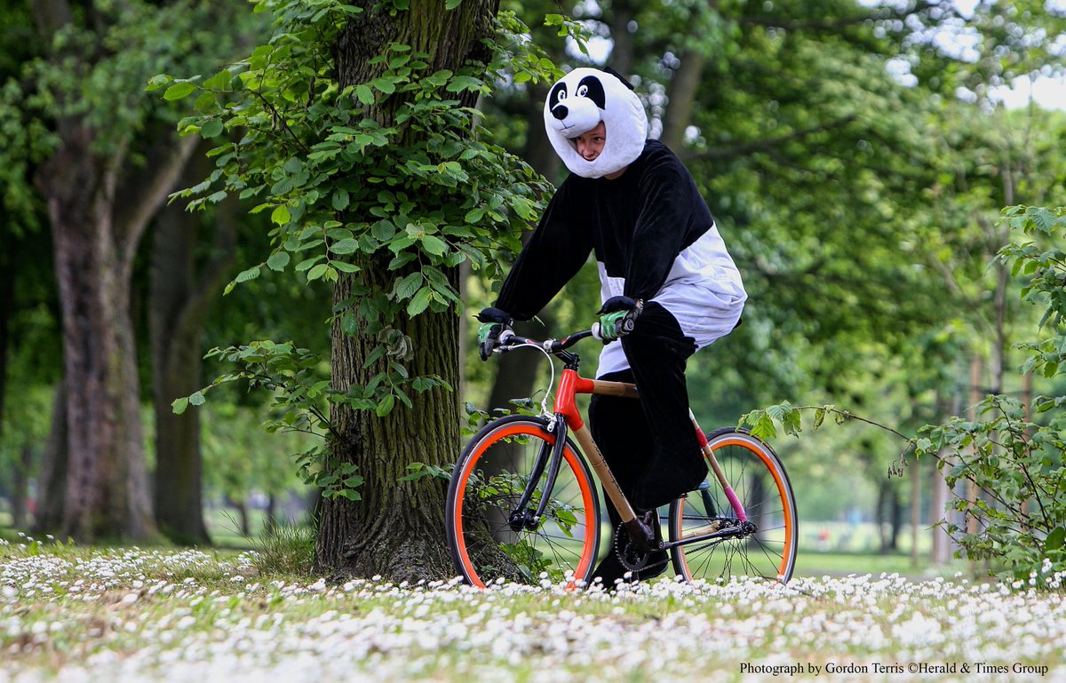 panda bamboo bicycle
