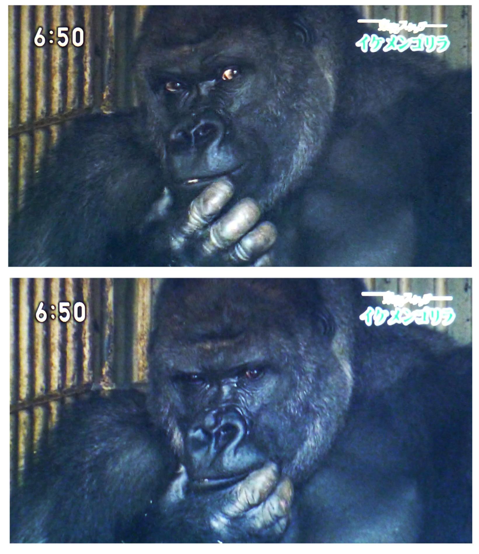 Minty 東山動物園のイケメンゴリラ シャバーニ があまりに人気で ｎｈｋのローカルニュース内でも このポーズは ゴリラとは思えませんね Http T Co Xzpspdcsqu Twitter