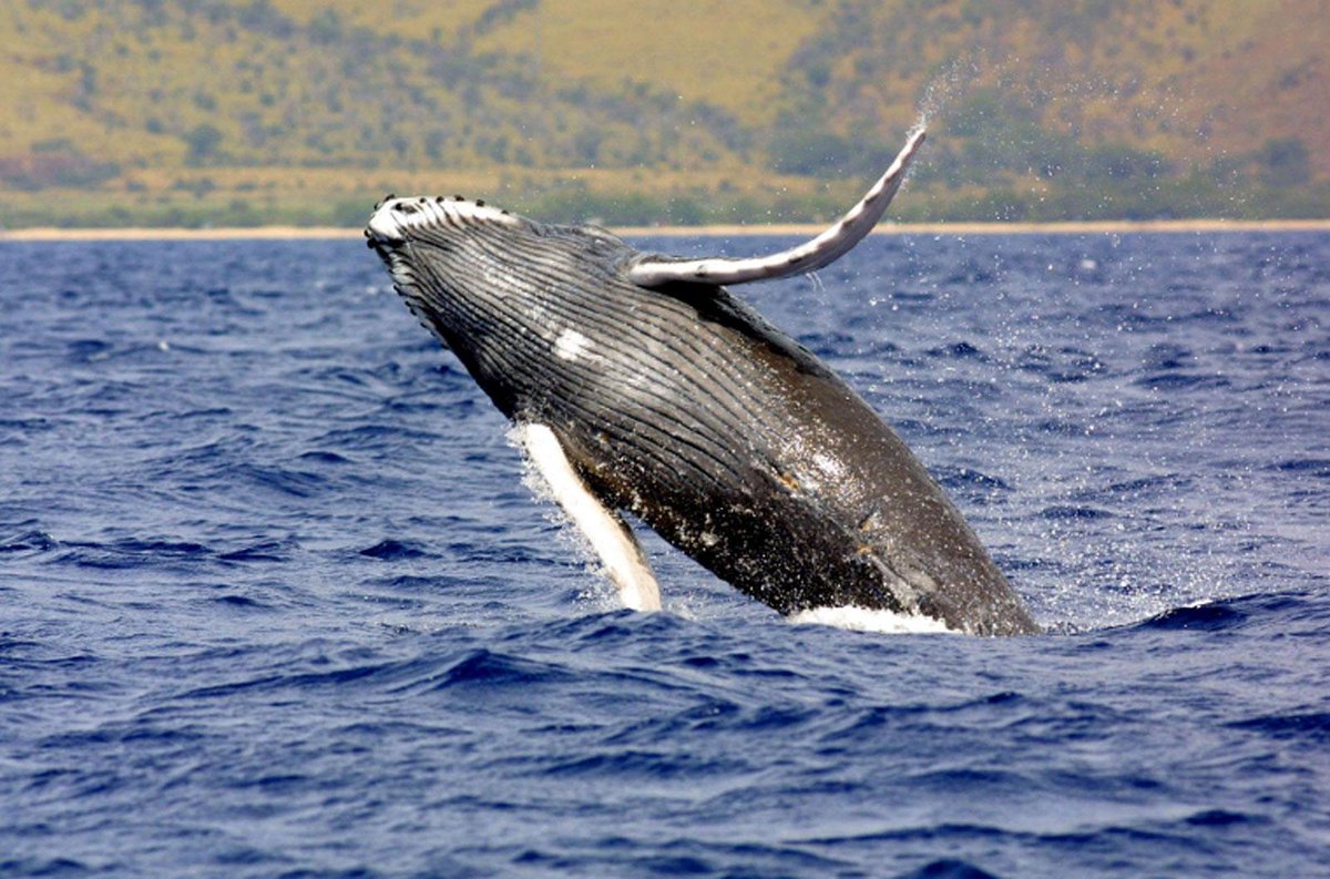 North Wales Live tweet media