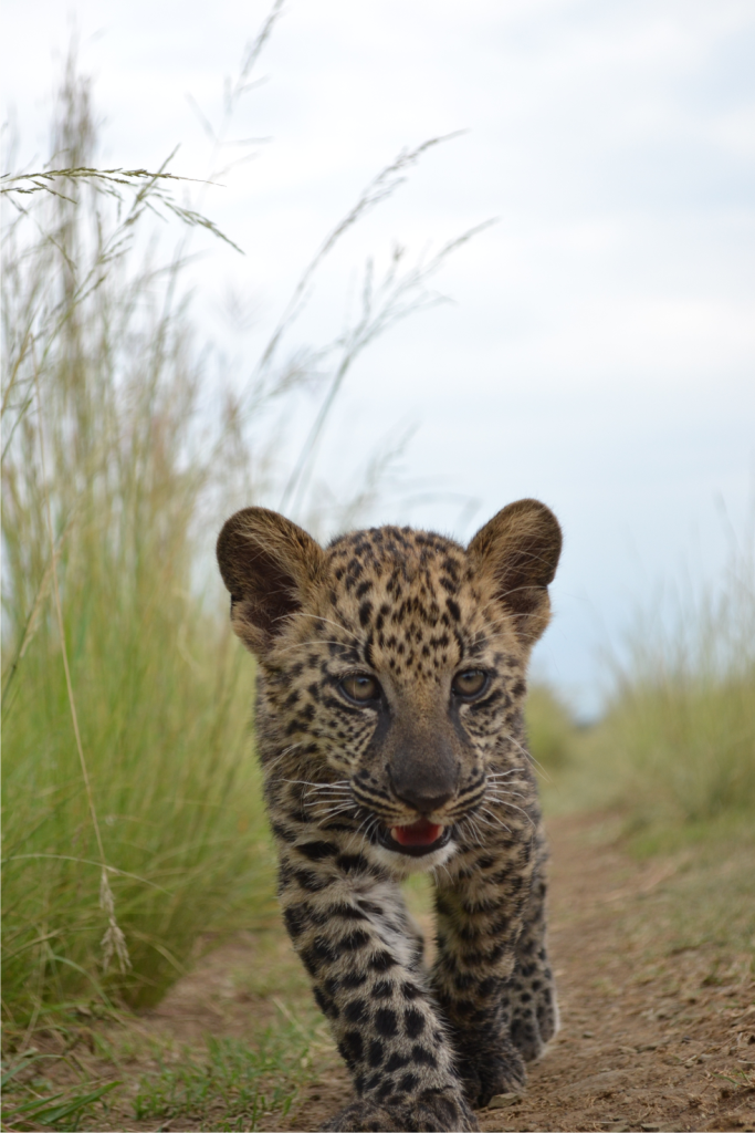SpringbokLodge tweet picture