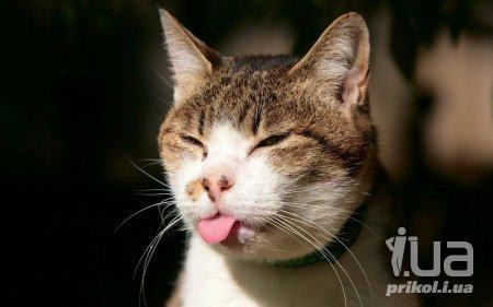 jackals_cat tweet picture