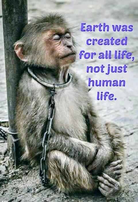 restorapet's tweet image. RT if you agree...