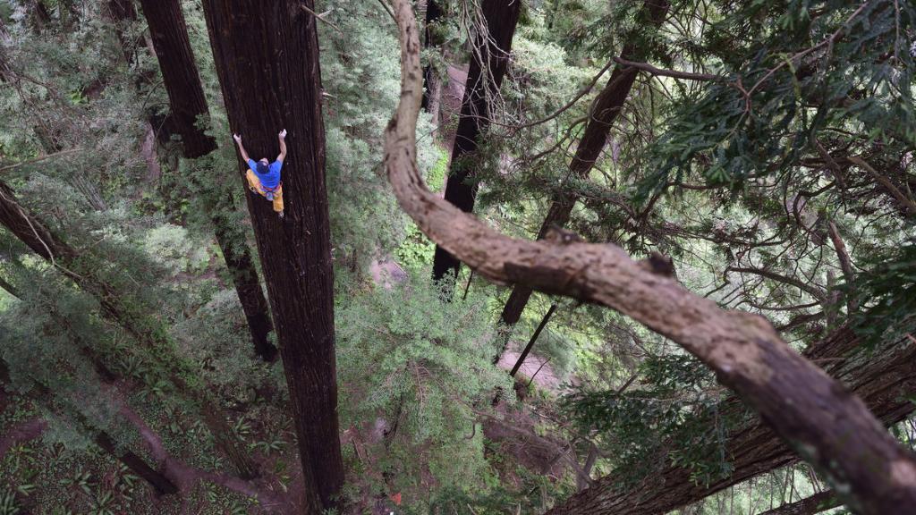 redbull's tweet image. .@SharmaClimbing soars up a massive Redwood Tree in #GiantAscent. win.gs/1Ij4Knn