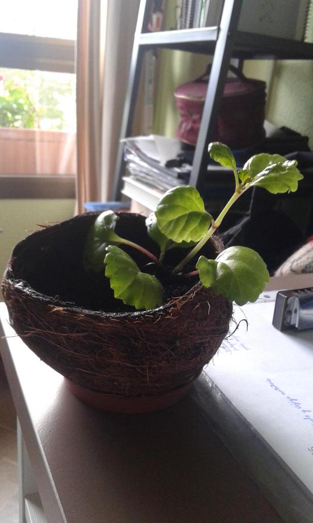langasss's tweet photo. La cocomaceta o (El porqué mola tanto) http://t.co/5thtGpzF74