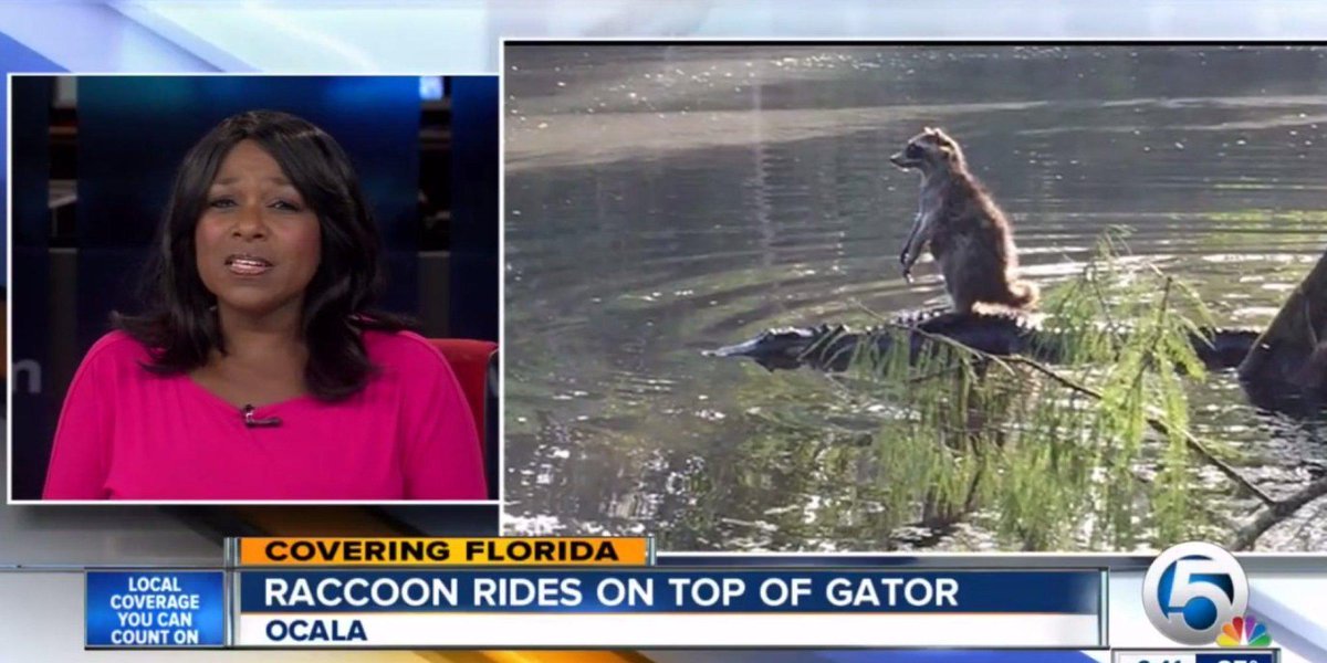 HuffPost's tweet photo. Raccoon rides a gator because… Florida http://t.co/w918vbtU7E http://t.co/MY16bg8Hq5