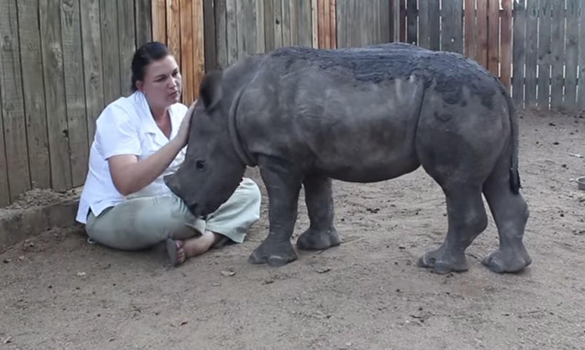 Rescued Orphan Rhino Snuggles With Kind Caretaker (VIDEO) onegreenplanet.org/news/orphan-rh…