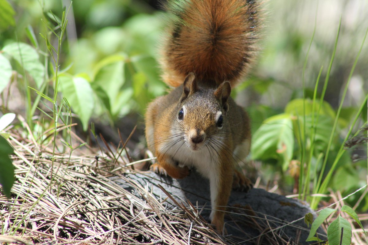 SharonHolte's tweet photo. Our resident tree squirrel. She came running out of the cave and up the park ranger's leg the other day! #Cavebison http://t.co/yLNfqYdAKz