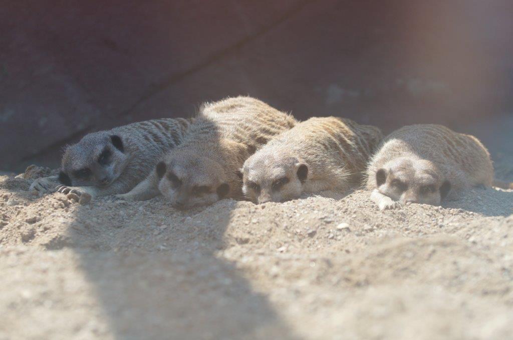 WelshMountainZo's tweet photo. The weather is nice and warm up here today. Is everyone enjoying the sun? #WMZoo http://t.co/s3BNKX91Bt