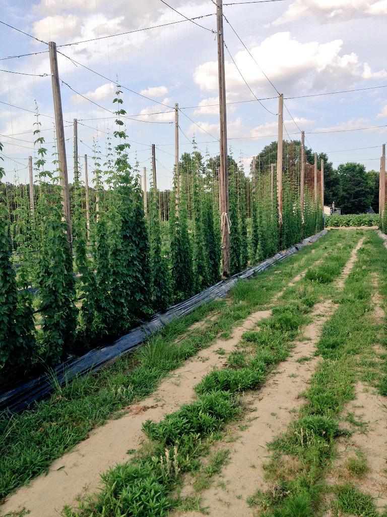 cardinalpine's tweet image. We have started our watering schedule and fertilization &amp;amp; nitrogen. #ncbeer #NCgrown #nchops