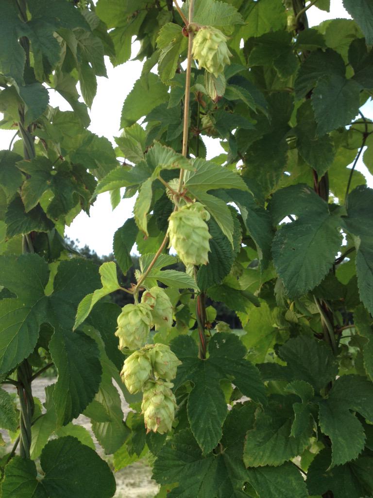 cardinalpine's tweet image. We have started our watering schedule and fertilization &amp;amp; nitrogen. #ncbeer #NCgrown #nchops