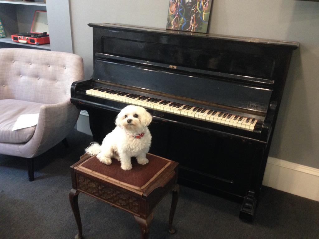 Spencer's hard at work at Curated House today @GillespiePS #bringyourpettowork #woof