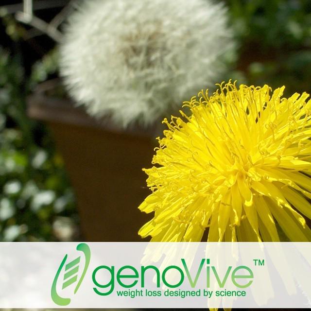 Beneficios del Diente De León:Durante siglos, diferentes partes de esta planta se han utilizado para ayudar en una …