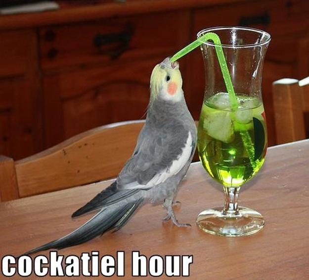 BirdCagesNow's tweet photo. How about cockatiel hour?! http://t.co/95XCwb4mHw