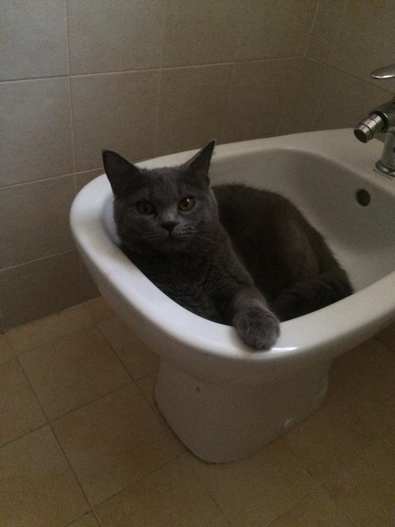 roxystar92's tweet image. Miao 🐈🐾💖